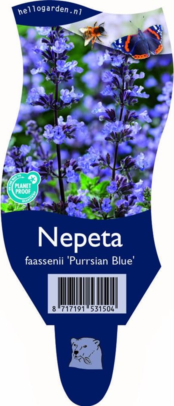 Nepeta 'Purssian Blue' - P11